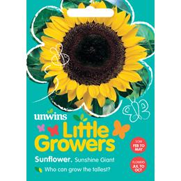 Little Growers Sunflower Sunshine Giant