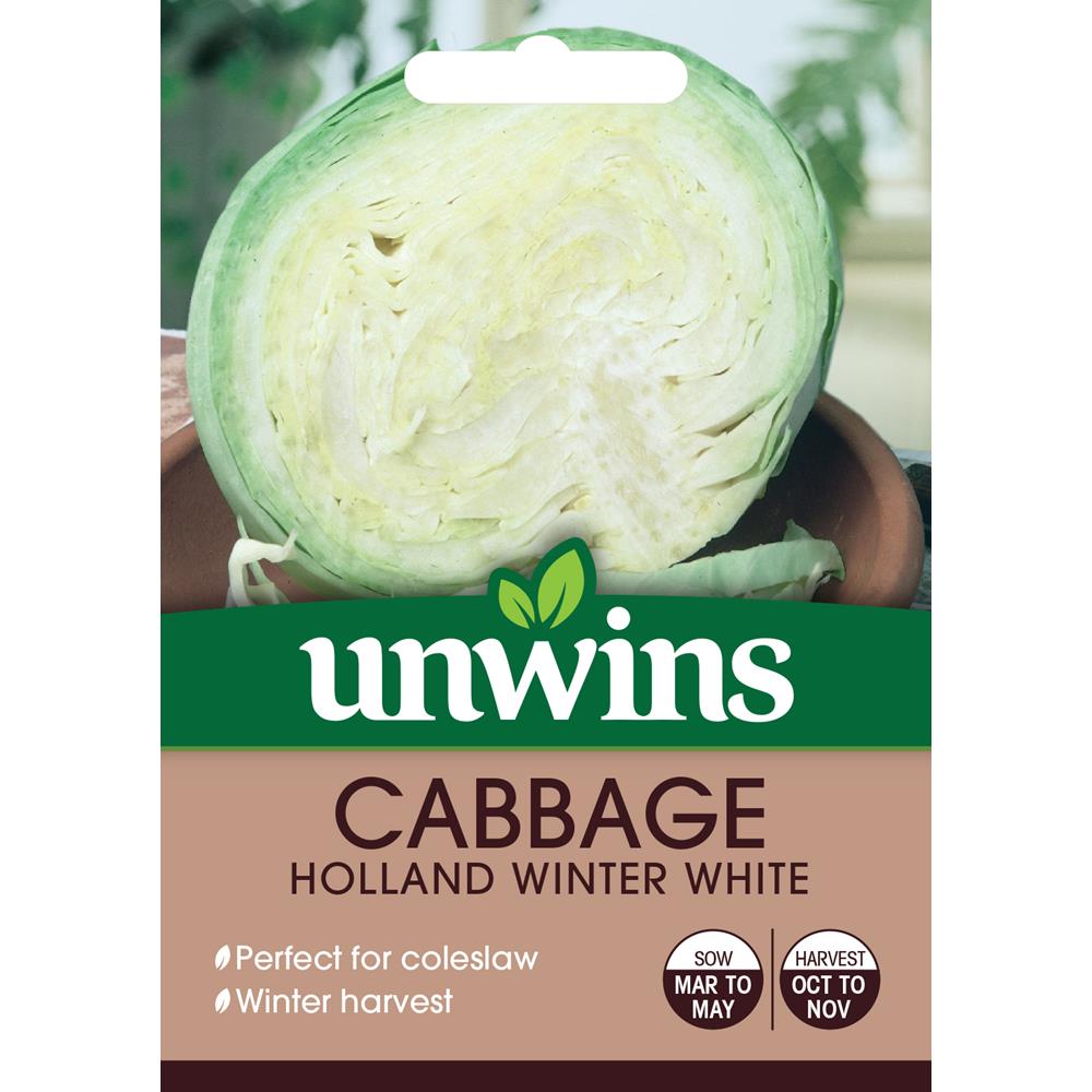 Cabbage (Round) Holland Winter White