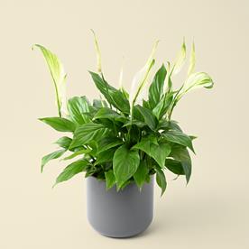 Spathiphyllum Bellini 13cm pot