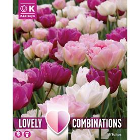 Tulip Double Blooming Pink, Purple and White x 15