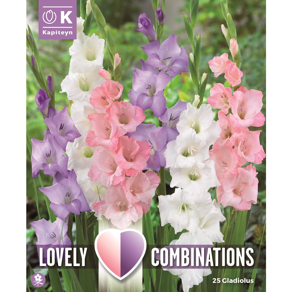 COMBI GLADIOLI WHITE, BLUE AND PINK