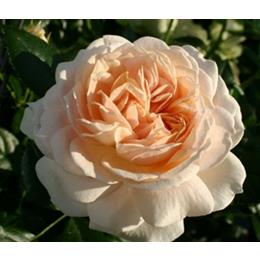 Joie De Vivre Rose Cream To Pink 3L