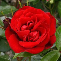 Ruby Anniversary Bush Rose 3L