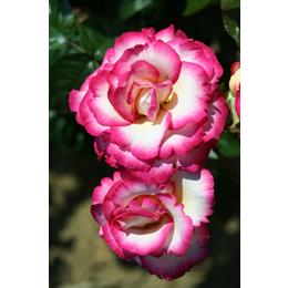Handel Blush Pink Rose 4 Litre