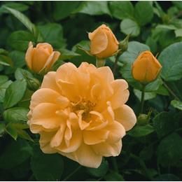 Golden Memories Bush Rose 3L