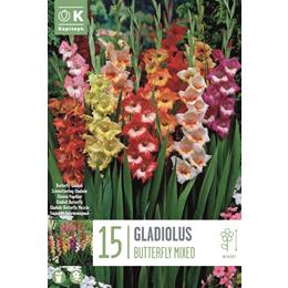 GLADIOLUS BUTTERFLY MIXED