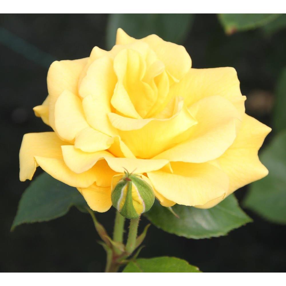 Precious Gold Bush Rose 3L