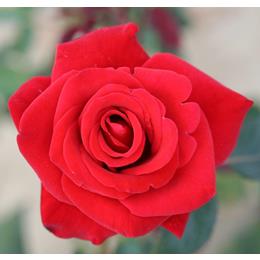 Happy Ruby Wedding Bush Rose 3L