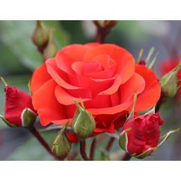 Precious Love Bush Rose 3L