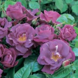Rhapsody In Blue Bush Rose 3L