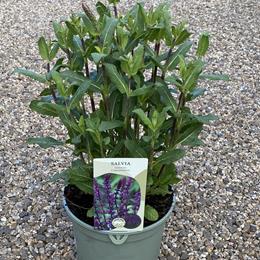 Salvia Caradonna in 17cm pot