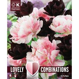 Tulip Duopack Double Blooming Black & Pink
