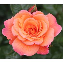 Scent From Heaven Climbing Rose 4L