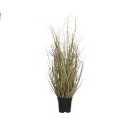 plc sea grass in pot - 140cm