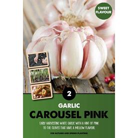 CAROUSEL PINK GARLIC TOP X2