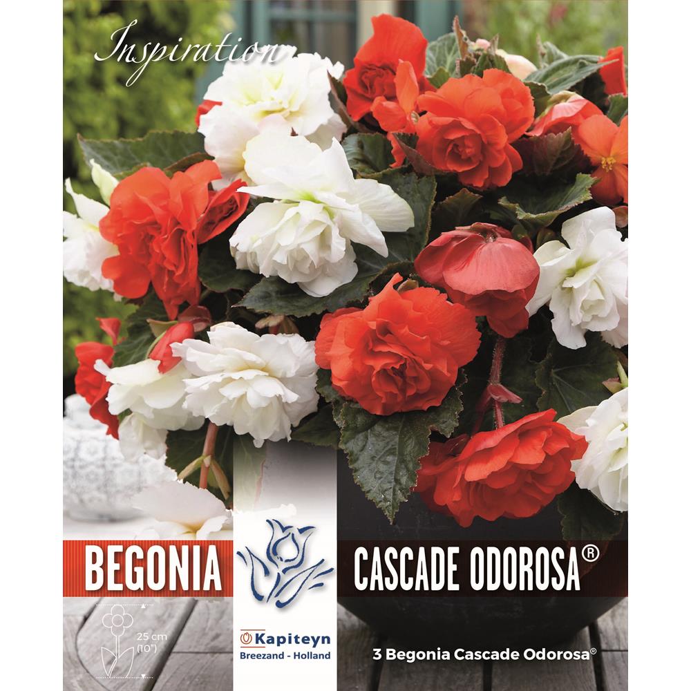 BEGONIA CASCADE ODOROSA  - HIGHLY FRAGRANT BEGONIA