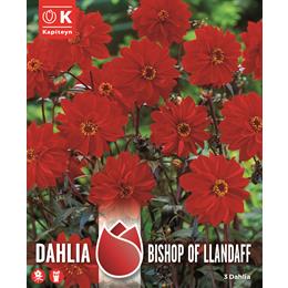 DAHLIA BISHOP OF LLANDAFF - DARK BRONZED FOLIAGE - RICH FLOWERING