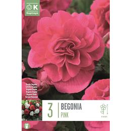 BEGONIA DOUBLE PINK