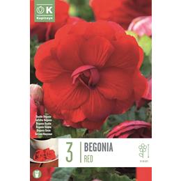 BEGONIA DOUBLE RED  