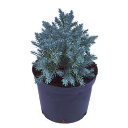 Juniperus squamata Blue Star 3 litre