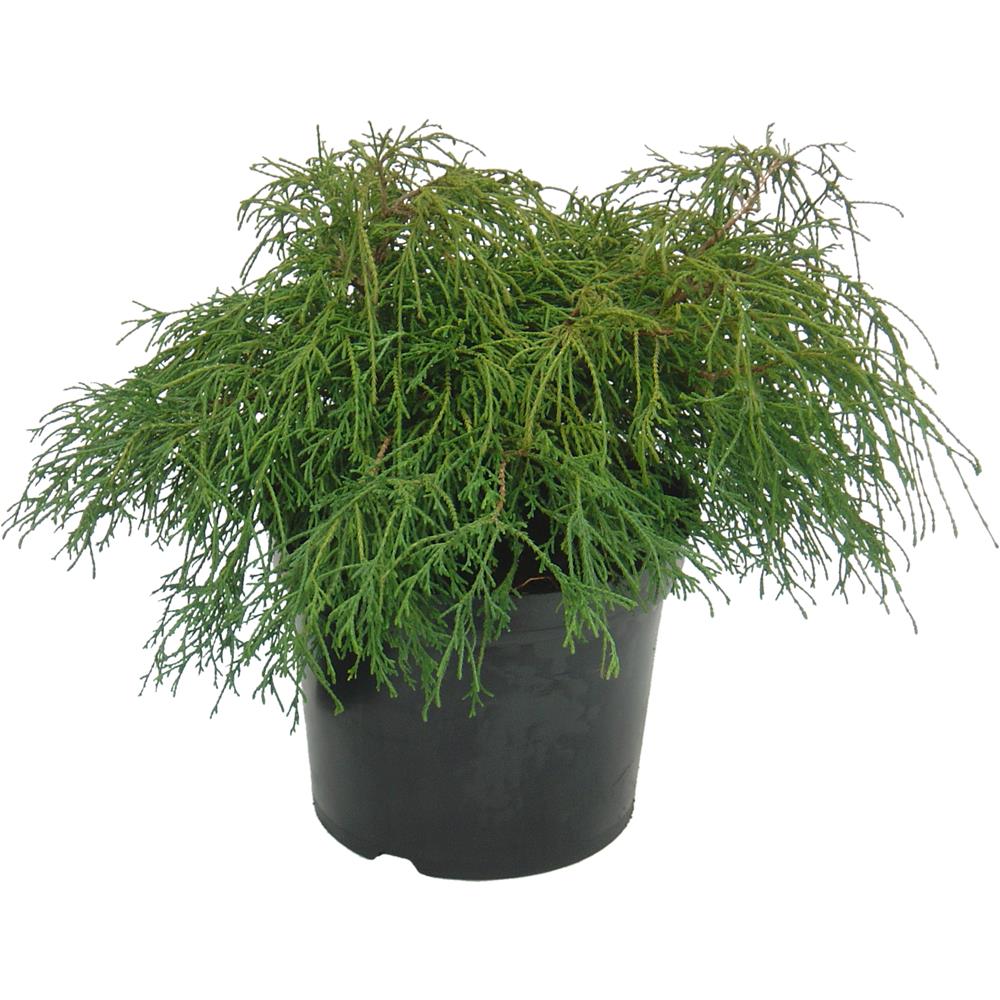 Inclined Absolutely channel Chamaecyparis pisifera Filifera Nana 7 litre - Conifers - Polhill Garden  Centre