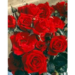 LOVE KNOT Rose 4L red