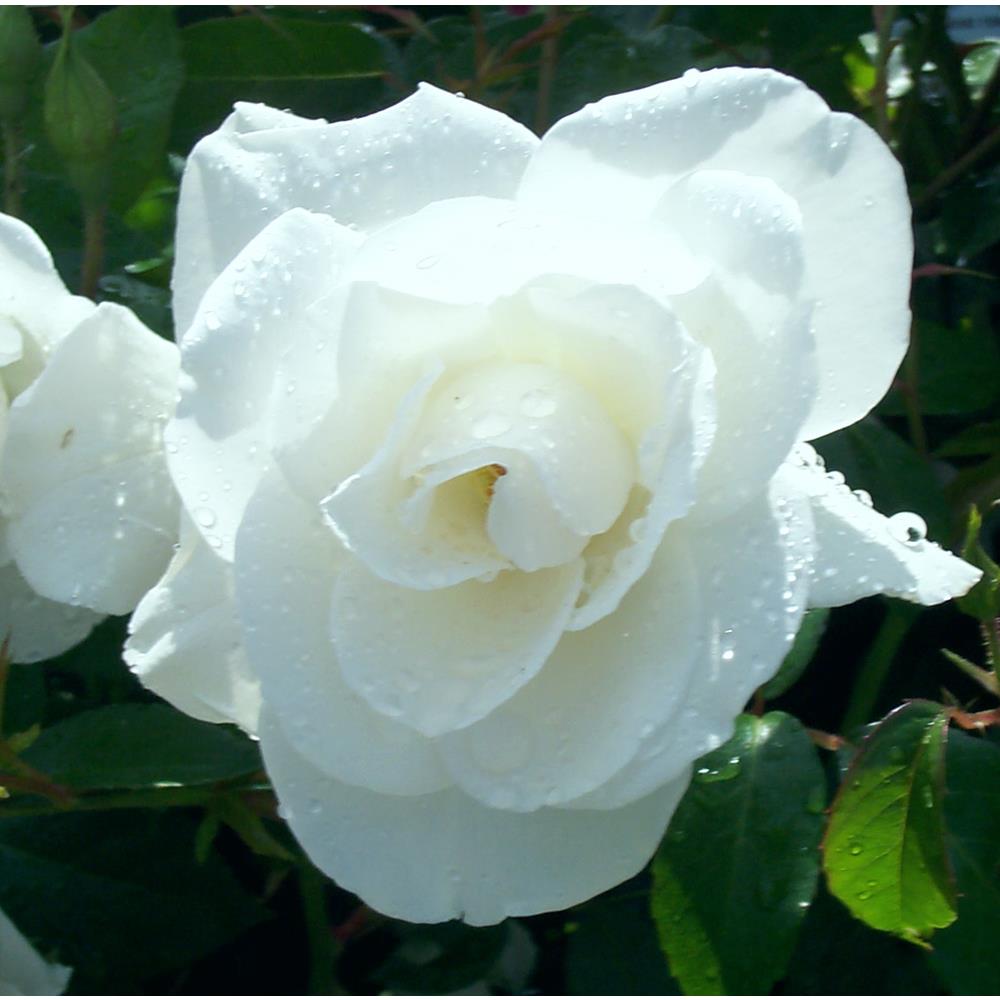 ICEBERG ROSE pure white 3L