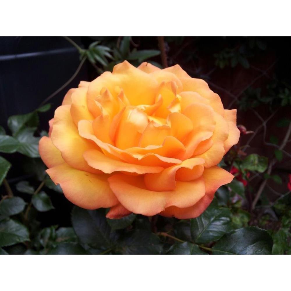 Precious Amber Bush Rose 3L