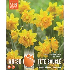 Double blooming Narcissus Tete a Tete x 10
