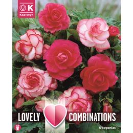 COMBI BEGONIA DOUBLE PINK AND WHITE