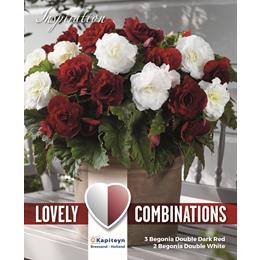 COMBI BEGONIA DOUBLE DARK RED AND WHITE