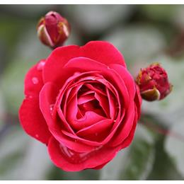 Precious Ruby Bush Rose 3L