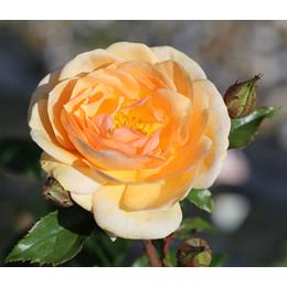 Sweet Honey Bush Rose 3L