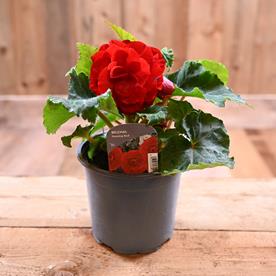 Begonia Non Stop 1L Red