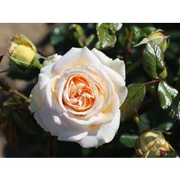 Timeless Cream Bush Rose 3L