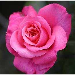 Timeless Pink Bush Rose 3L