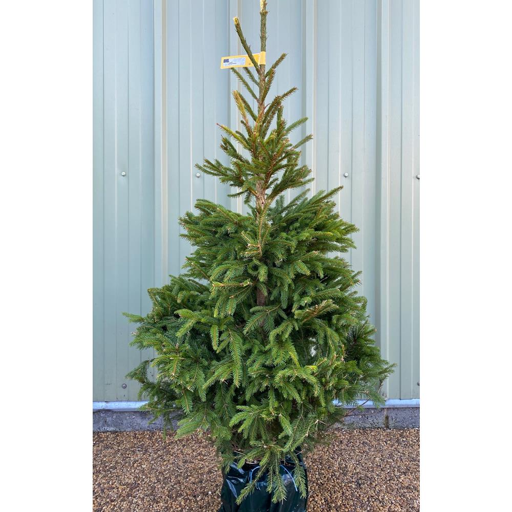 Norway Spruce Premium Pot Grown 175/200 - Real Christmas ...