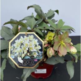 Helleborus Snow Rose Monte Cristo 4.5l