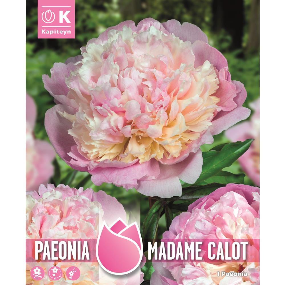 PAEONIA MADAME CALOT -  HIGHTLY FRAGRANT - CLASSIC VARIETY FROM 1850