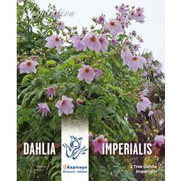 DAHLIA IMPERIALIS - BAMBOO STEM TREE DAHLIA - PINK FLOWERS