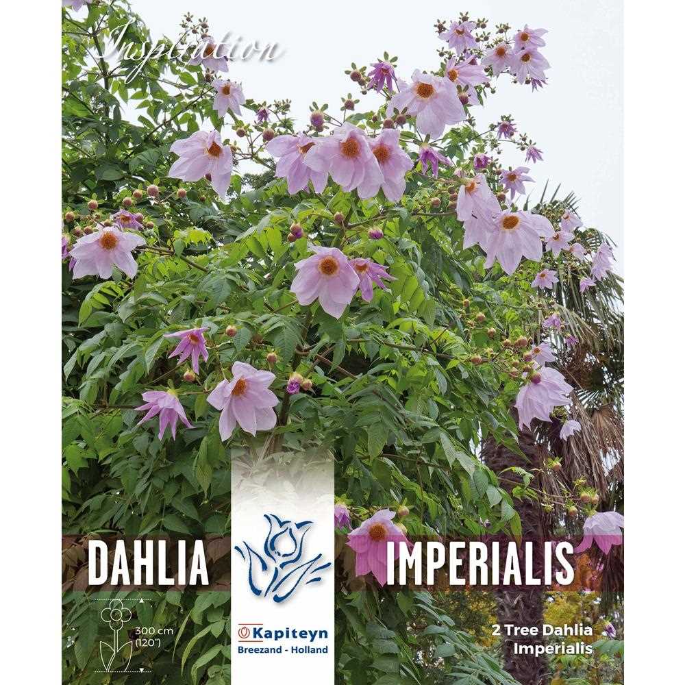 DAHLIA IMPERIALIS - BAMBOO STEM TREE DAHLIA - PINK FLOWERS