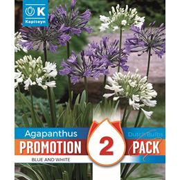 PROMOTION AGAPANTHUS WHITE AND BLUE MIX