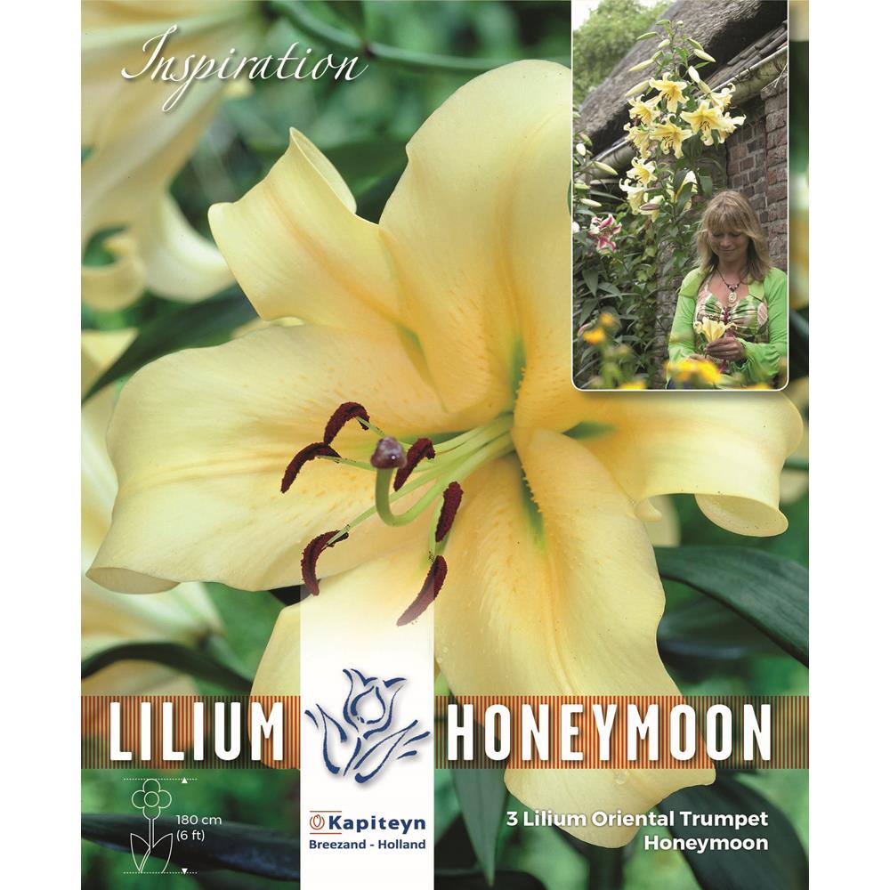TREE LILIUM PACK HONEYMOON - TALL WITH VAST, FRAGRANT FLOWERS