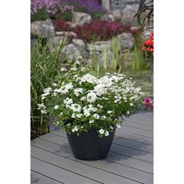 Summer Starter Plant Collection White