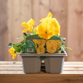 Pansy Yellow 6 pack