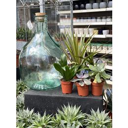 DIY Set Terrarium 5L + a selection of 5 plants