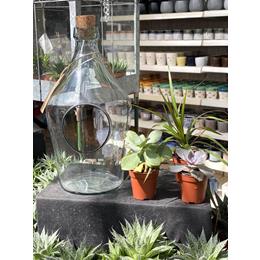 DIY Set Terrarium 3L + a selection of 3 plants