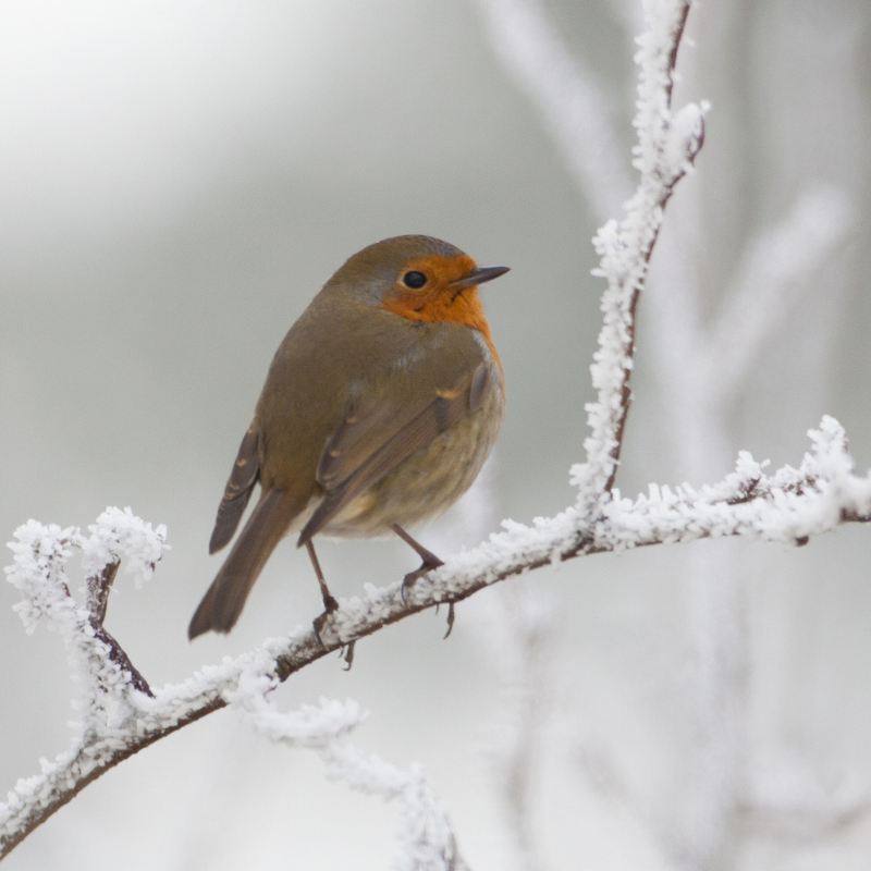 Robin on a Branch in the Snow