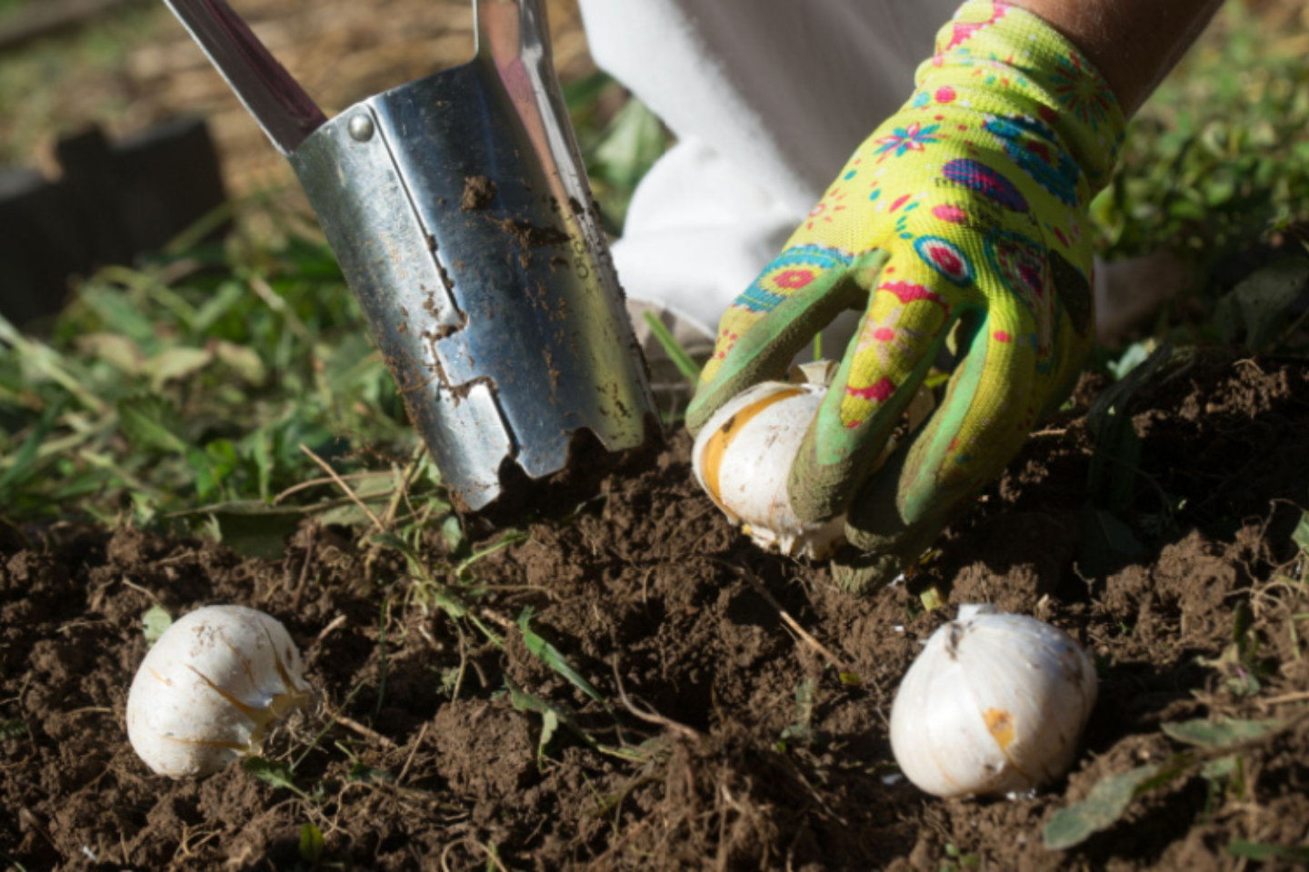 Bulb planting with tool