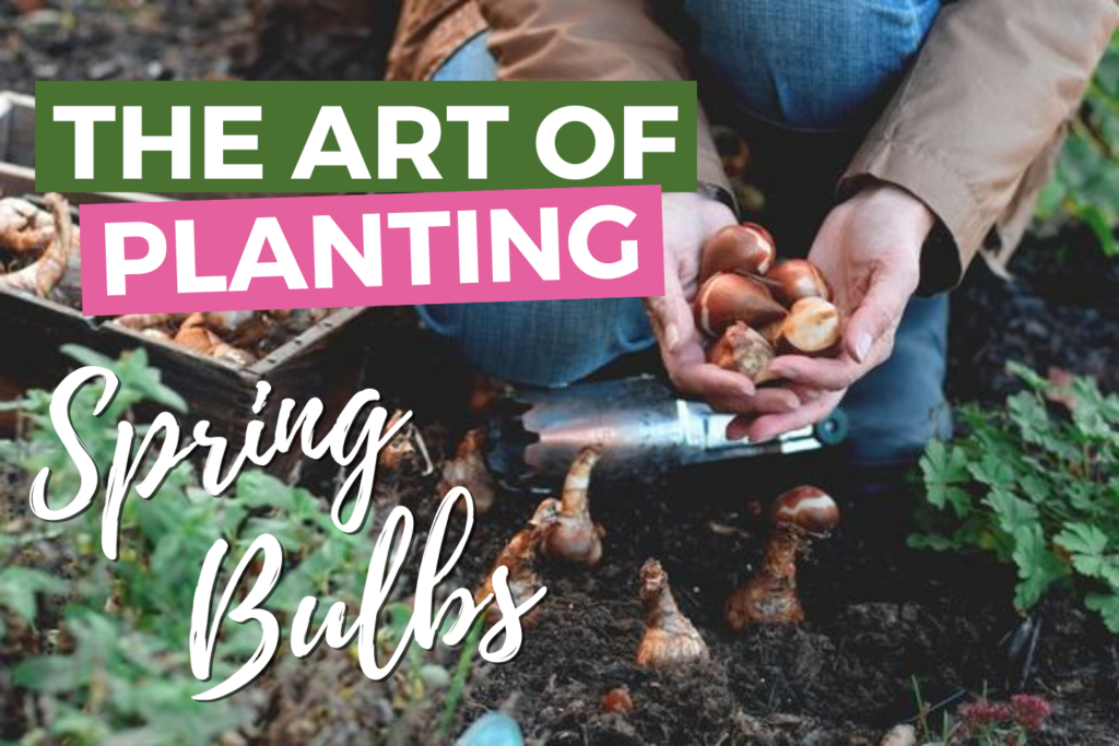Get Ready for Spring: The Art of Planting Flower Bulbs